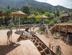 Giraffes at the Cheyenne Mountain Zoo in Colorado Springs, Colorado. The zoo's giraffe breeding program is the most prolific in the world. There is even a Web cam (online camera view) for giraffe LCCN2015633992