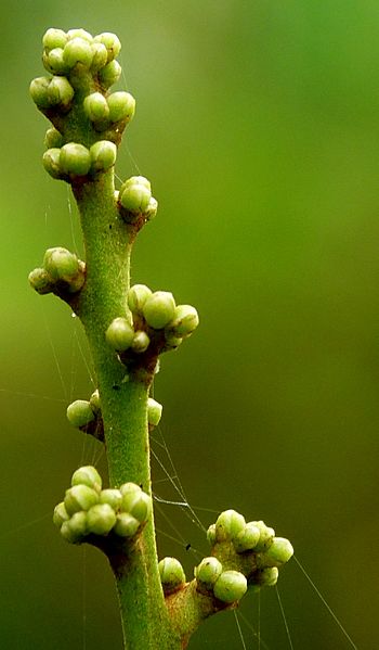 Glycosmis pentaphylla by kadavoor