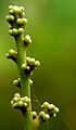Glycosmis pentaphylla by kadavoor
