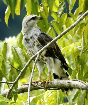 Gray-lined Hawk