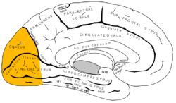 Gray727 occipital lobe.png
