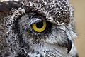 Great Horned Owl (6019438860)