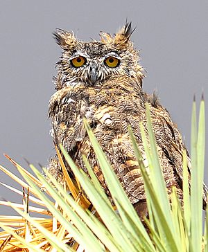 Great Horned Owl in a Rain Storm in the Mojave