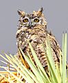 Great Horned Owl in a Rain Storm in the Mojave