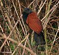 Greater Coucal I IMG 0726