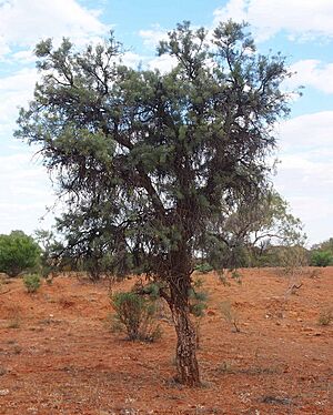 Hakea divaricata habit