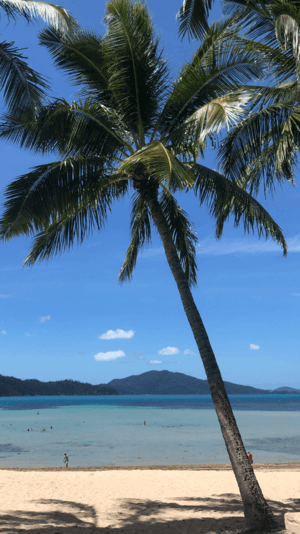 Hamilton Island Beach Palm Tree