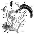 Helix pomatia reproductive system