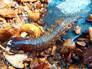 Hellgrammite in TN stream