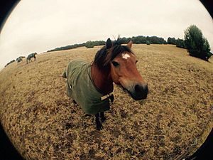 Horse at Narnu Farm, Hindmarsh Island