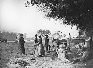 James Hopkinsons Plantation Slaves Planting Sweet Potatoes
