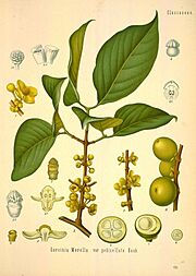 Köhler's Medizinal-Pflanzen in naturgetreuen Abbildungen mit kurz erläuterndem Texte (Plate 179) (8231755755)