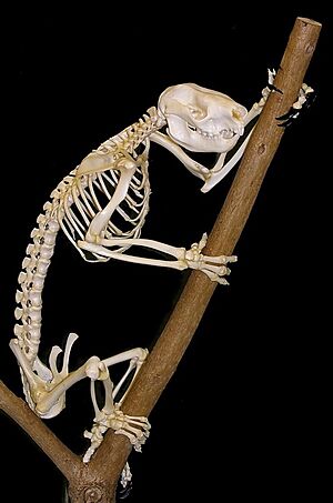 Koala skeleton1