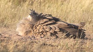Kori bustard, Ardeotis kori, at Kgalagadi Transfrontier Park, Northern Cape, South Africa (34150052750)