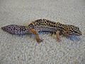 Leopard gecko with new tail