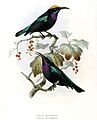 Leptocoma sericea maforensis-mysorensis Keulemans