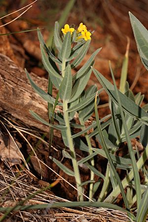 Lithospermum californicum 4679.JPG