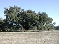 Live oak Georgetown