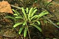 Lobelia dortmanna kz06