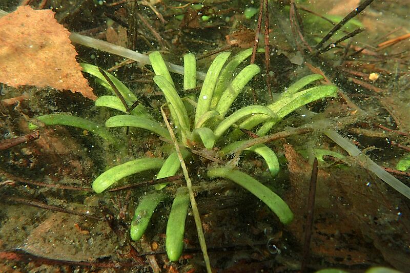 Lobelia dortmanna kz06