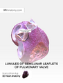 Lunules of semilunar leaflets of pulmonary valve