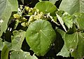 Macaranga tanarius foliage and flowers