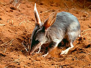 Macrotis lagotis - bandicut conejo