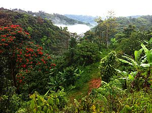 Lush vegetation and mountains in Jayuya
