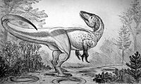 Megaraptor namunhuaiquii.jpg
