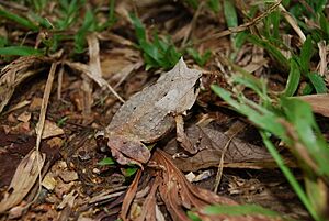 Megophrys ligayae01