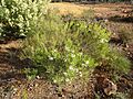 Melaleuca radula (habit)