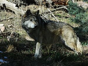 Mexican grey wolf cheyenne mountain zoo