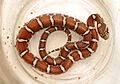 Milksnake2