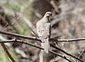 Mourning dove in CP (65232)