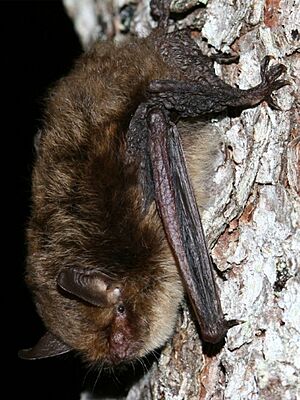 Myotis alcathoe - Manuel Ruedi - 1 - cropped