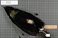 Naturalis Biodiversity Center - RMNH.AVES.140811 1 - Parotia sefilata Pennant, 1781 - Paradisaeidae - bird skin specimen