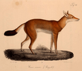 Neue Wirbelthiere zu der Fauna von Abyssinien gehörig (1835) Canis simensis