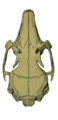 O. c. brachyotus skull (dorsal)