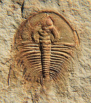 Olenellus fowleri CRF