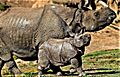 One Horn Rhino and Baby