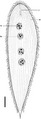 Parasite140015-fig3 Protoopalina pingi (Opalinidae) Drawing