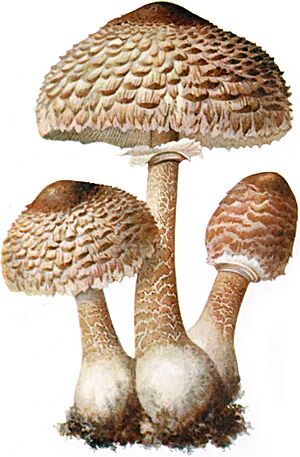Parasol-1