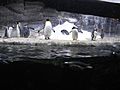 Penguins at Newport Aquarium