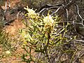 Petrophile shuttleworthiana