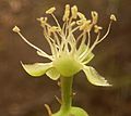 Phytolacca dioica, blom, Elandsfontein, b