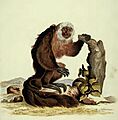 Pithecia aequatorialis 1775