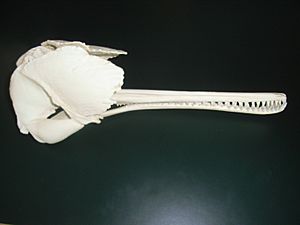 Platanista gangetica skull cast