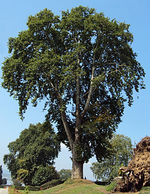 Platanus orientalis tree