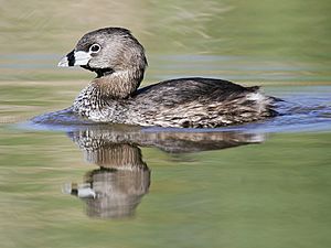 Brown-and-grey bird swimming in water