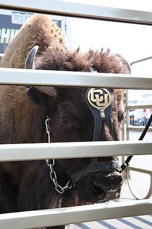 Ralphie (37008887625)